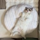 왕발고양이 이미지