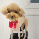 더 빛나개 이미지