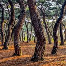 소나무숲 이미지