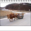 워낭소리 이미지