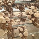 배한농장 이미지