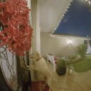 이웃집 댕댕이 이미지