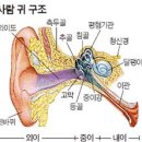 보청기는 귀가 뻥뚤리게 해줍니다. 이미지