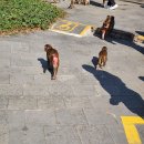 하이난아일랜드 이미지