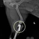 금빛동물수술센터 이미지