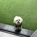 비비&숑숑 반려견펜션 이미지