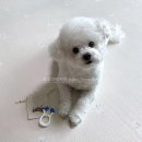 더이롭개 네이버블로그
