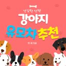 초이스펫 | 강아지 유모차추천 펫초이스 솔직후기