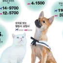 댕댕이팻