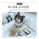 펫앤티카