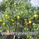 제주도토종흙돼지 이미지