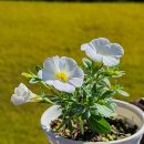 화이트벨 이미지