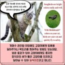 `Netizen 신비 동물의 왕국` 2018. 12. 30(일요특집) 이미지