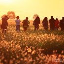 6월에 가볼만한 곳(3) - 반짝이는 은빛 물결속으로 떠나는 화성 우음도.... 이미지