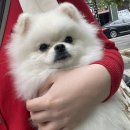 꽃길만걷개 이미지