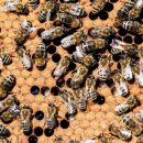 꿀벌의 집단면역과 집단건강이 코로나 전염병에 위협받는 인류에게 주는 교훈 이미지