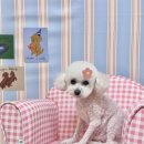 프롬율무 이미지