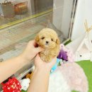 빼로독 강아지분양 의정부본점 | 의정부강아지분양, 빼로독에서 새 가족 만난 후기