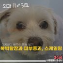 파주24시동물병원 | 미용받다 배 멍울 발견, 복벽탈장, 피부종괴 파주 24시나음동물병원 수술