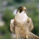 징기스칸 이미지