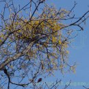 꼬리겨우살이:쌍떡잎식물 단향목 겨우살이과의 낙엽 기생 관목..305 이미지