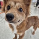 하루멍멍 이미지