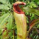 화분인간 이미지