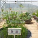 우포가시연꽃마을 이미지