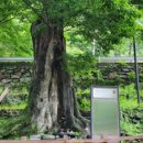 자연의 의자 이미지