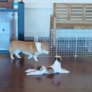 애견카페&호텔 댕댕당 네이버블로그