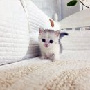 펫아미 강아지분양 고양이분양 동탄점 | 펫아미 강아지분양 고양이분양 동탄점에서 행복한 가족 맞이하기:)