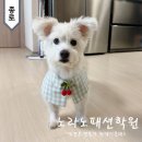 우리옷만들기 | 노라노패션학원 원데이클래스, 애견옷 옷만들기 봉제학원 후기