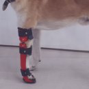 의족보조기센터 | 강아지 의족 선택 구매 가이드, 어떤 제품이 알맞을까?