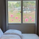 Had🌸ng, 벚꽃없는 벚꽃여행