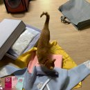 충남꼬까방 이미지