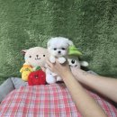 광주서구상무지역자활센터 화이트세탁 | 광주강아지분양 과정 말티즈 후기