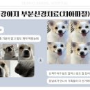 해맑은동물병원 네이버블로그