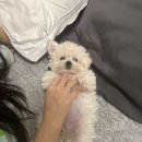 동물사랑세상 의료센터 | 강아지 예방접종을 위한 두부의 첫 동물병원, 동탄 이프동물의료센터