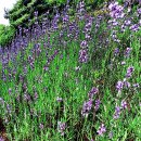 허브를 대표하는 식물 라벤더(lavender) 이미지