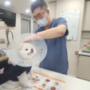 북구우리들병원 | 북구 양산동 동물병원 강아지 빈혈 방치한다면?