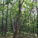 자작&white 이미지