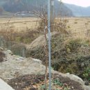 대추나무 이미지