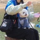 감자국댕치원 | [강아지일상] 건숑이와 함께하는 소중한 산책모임