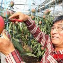 영농조합법인 나눔농장 이미지