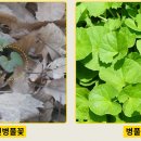 온노리 이미지