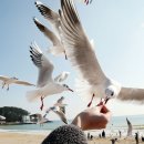 부산갈매기 이미지