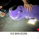 보라색으로 염색된 고양이;; 이미지