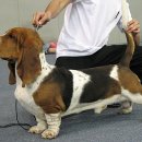 바셋하운드 이미지