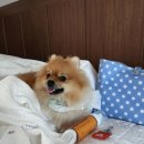 쎄이펜션