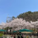병산저수지 | 부산 벚꽃 명소 ::: 부산 기장 정관 병산저수지 방문후기 25.04.08
